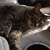 Cheeba Kitten McNabb